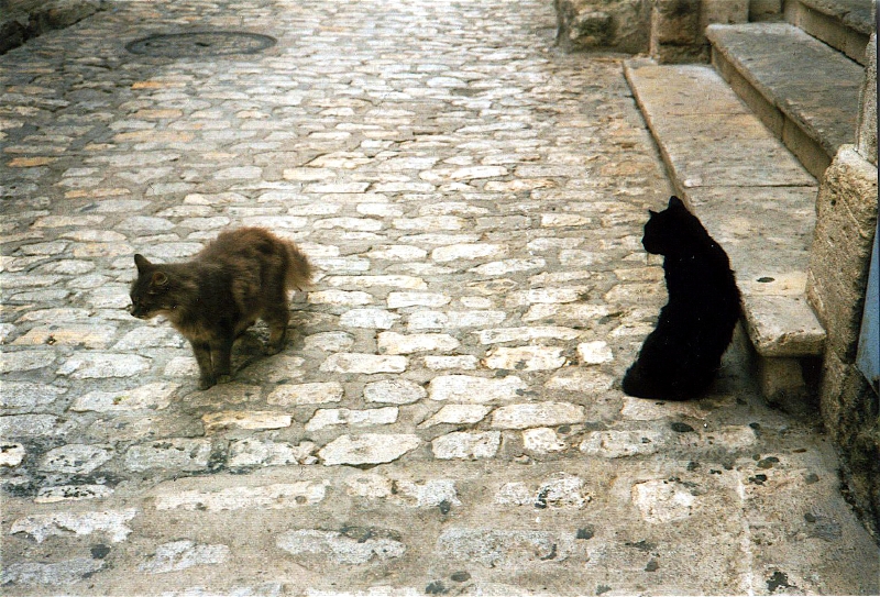 1 Katzen in Les Beaux.jpg